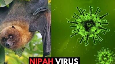 Bộ Y tế chính thức hướng giám sát và phòng bệnh do do virus Nipah ở người