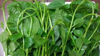 Bất ngờ hiệu quả làm đẹp của rau mồng tơi