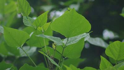 Bài thuốc chữa bệnh từ lá vông nem