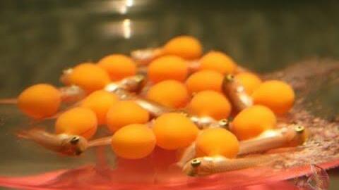 13 người nhập viện sau ăn trứng cá cảnh, Bộ Y tế yêu cầu làm rõ nguyên nhân gây ngộ độc