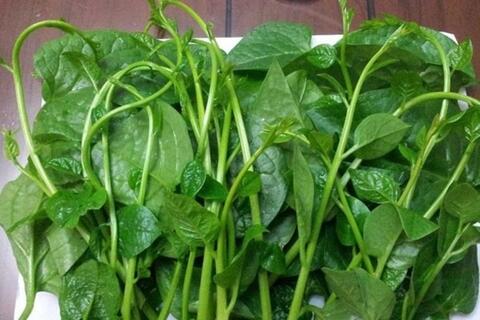 Bất ngờ hiệu quả làm đẹp của rau mồng tơi