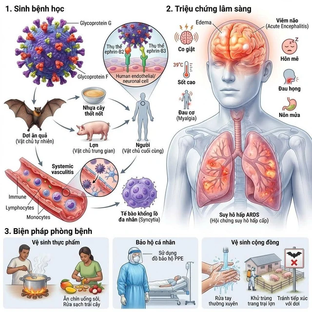 Virus Nipah - cơ chế gây bệnh và các biện pháp phòng ngừa- Ảnh 2.