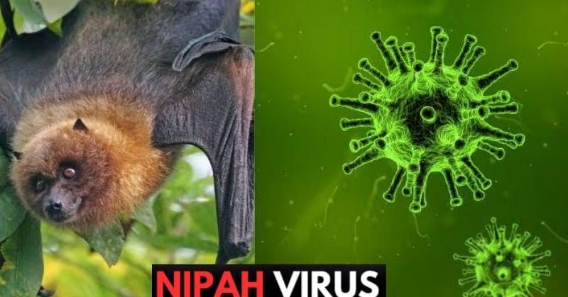Bộ Y tế chính thức hướng giám sát và phòng bệnh do do virus Nipah ở người- Ảnh 1. Bộ Y tế chính thức hướng giám sát và phòng bệnh do do virus Nipah ở người- Ảnh 1.