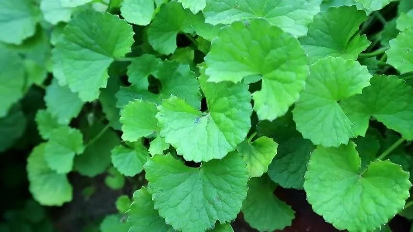 10 thực phẩm thanh nhiệt, giải độc nên dùng khi trời nóng- Ảnh 3. 10 thực phẩm thanh nhiệt, giải độc nên dùng khi trời nóng- Ảnh 3.