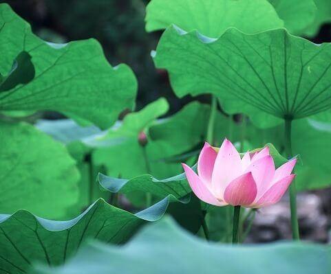 10 thực phẩm thanh nhiệt, giải độc nên dùng khi trời nóng- Ảnh 8. 10 thực phẩm thanh nhiệt, giải độc nên dùng khi trời nóng- Ảnh 8.